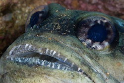 Jawfish.  Ningaloo Reef, Western Australia.  Canon 20D & ... by Ross Gudgeon 